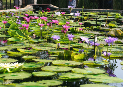 LilyFest 2007