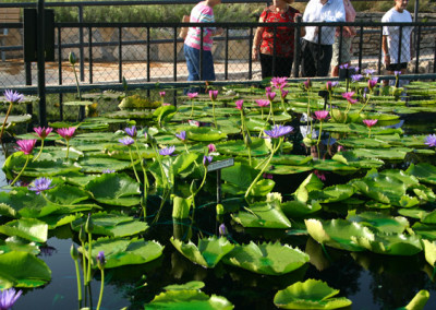 LilyFest 2007