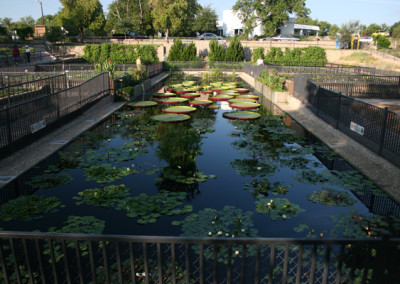 LilyFest 2007