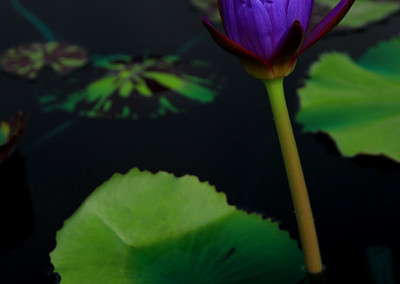 Nymphaea capensis var zanzibariensis forma purpurea