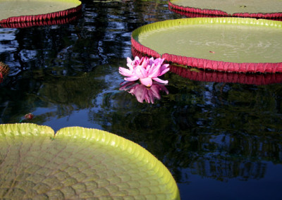 LilyFest 2007