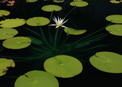 Nymphaea caerulea Savigny