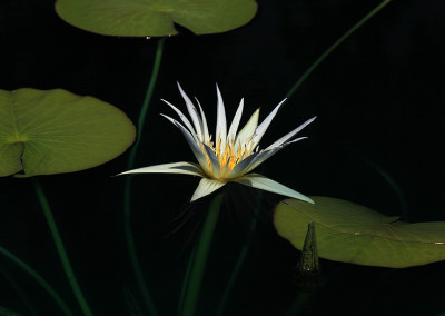 Nymphaea caerulea Savigny