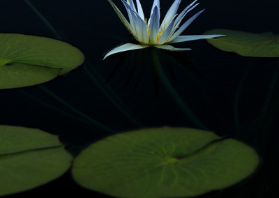 Nymphaea caerulea Savigny