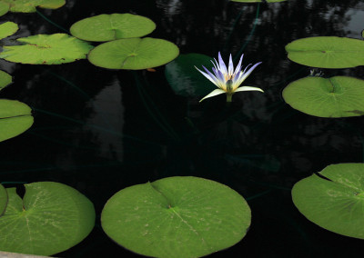 Nymphaea caerulea Savigny