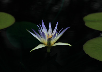 Nymphaea caerulea Savigny