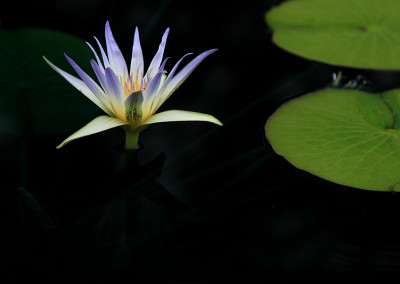 Nymphaea caerulea Savigny