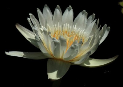 Nymphaea capensis var. alba Landon