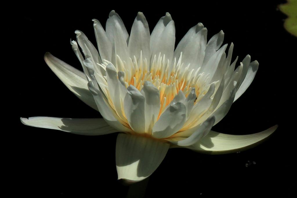 Nymphaea capensis var. alba Landon