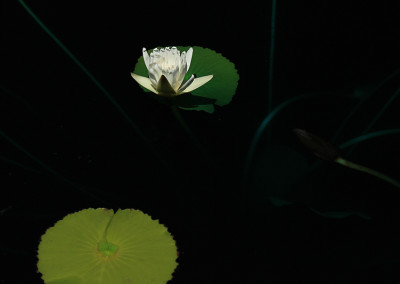 Nymphaea capensis var. alba Landon