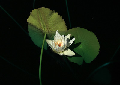 Nymphaea capensis var. alba Landon