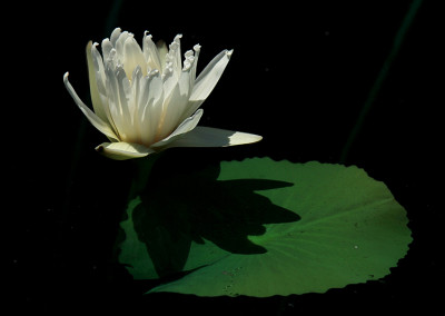 Nymphaea capensis var. alba Landon