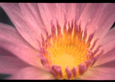 Nymphaea 'Choolarp'