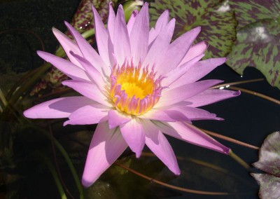 Nymphaea 'Choolarp'