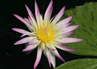 Nymphaea 'Darcy Presnell'