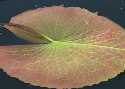 Nymphaea 'Darcy Presnell'