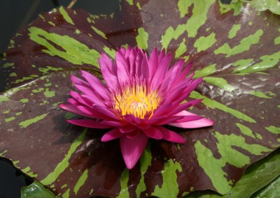 Nymphaea 'Hot Pink'