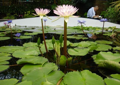 Nymphaea 'Jan'