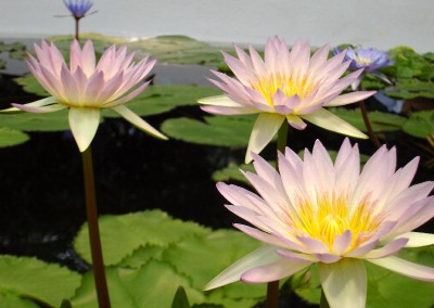 Nymphaea 'Jan'