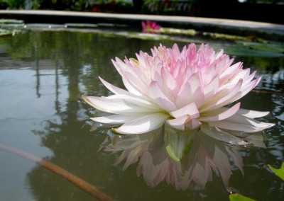 Nymphaea 'Jongkolnee'