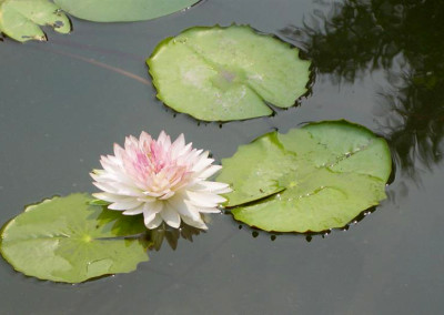 Nymphaea 'Jongkolnee'