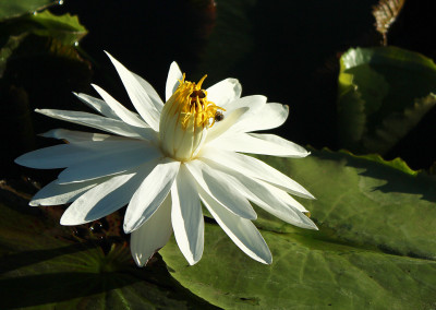 Nymphaea lotus var. dentata (thermalis)