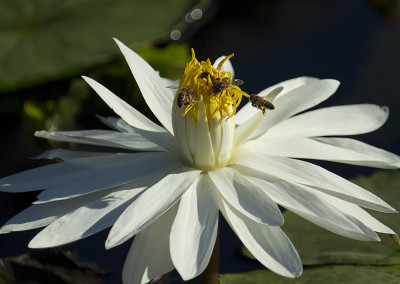 Nymphaea lotus var. dentata (thermalis)