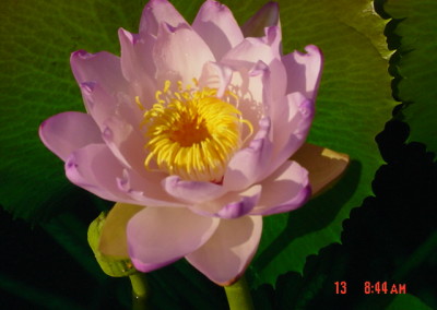 Nymphaea macrosperma Merr. & L. M. Perry