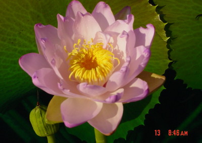Nymphaea macrosperma Merr. & L. M. Perry