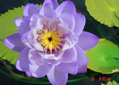 Nymphaea macrosperma Merr. & L. M. Perry