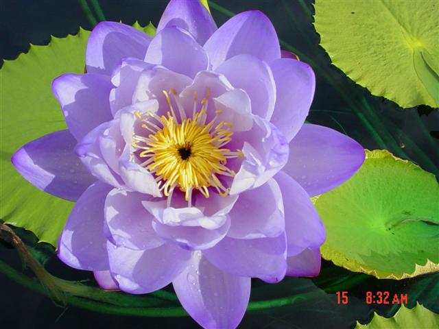 Nymphaea macrosperma Merr. & L. M. Perry