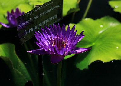 Nymphaea capensis var zanzibariensis forma purpurea