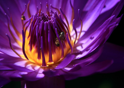 Nymphaea capensis var zanzibariensis forma purpurea