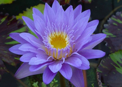 Nymphaea 'Leopardess'