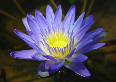 Nymphaea 'Leopardess'