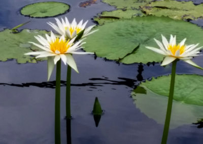 Nymphaea flavovirens Lehmann [N. gracillis Zuccarini] photo by Ken Landon