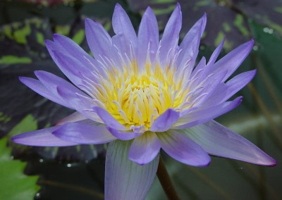 Nymphaea 'Leopardess'