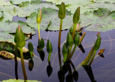 Nymphaea 'Albert Greenberg' photo by Ken Landon