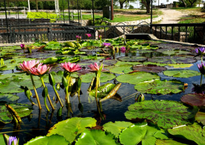 Nymphaea 'Albert Greenberg' photo by Ken Landon