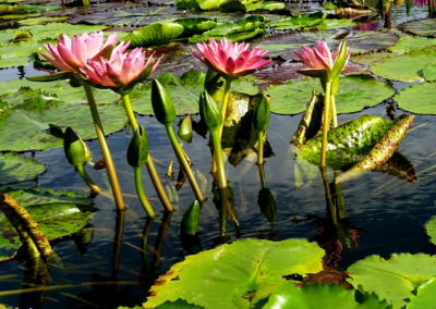 Nymphaea 'Albert Greenberg' photo by Ken Landon