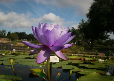 Nymphaea 'Blue Cloud'