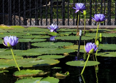 Nymphaea 'Blue Cloud'