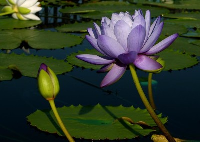 Nymphaea 'Blue Cloud'