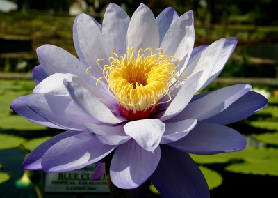 Nymphaea 'Blue Cloud'