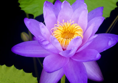 Nymphaea 'Blue Cloud' photo and hybrid by Ken Landon