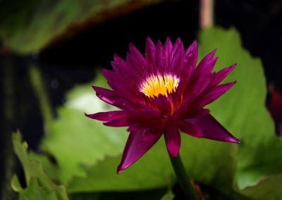 Nymphaea 'Bull's Eye'