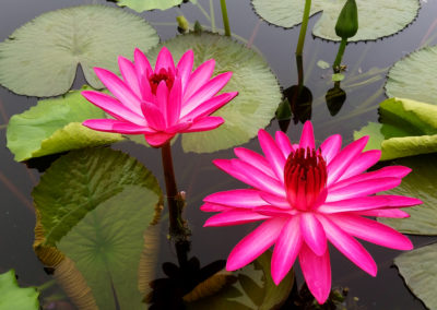 Nymphaea 'Catherine Marie' photo and hybrid by Ken Landon