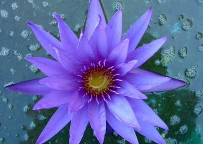 Nymphaea ‘Rhapsody in Blue'