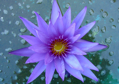 Nymphaea ‘Rhapsody in Blue'