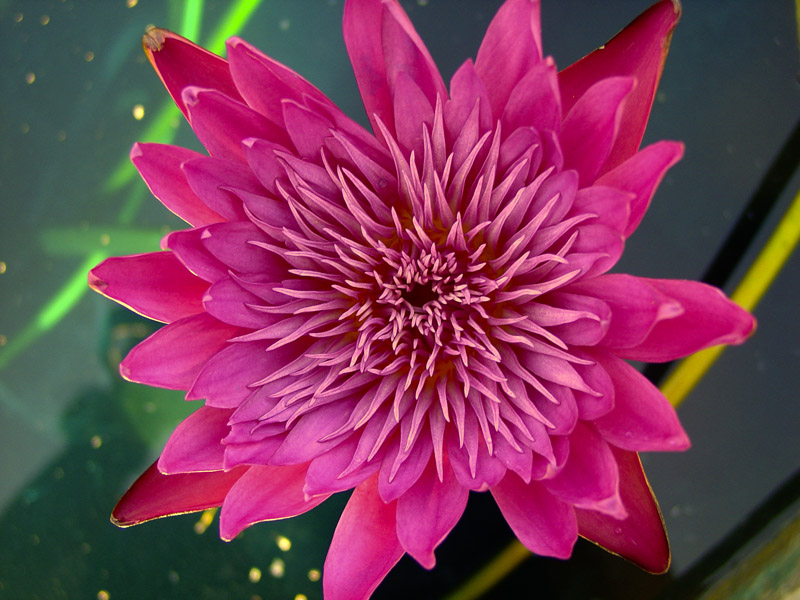 Nymphaea ‘Red Anemone’